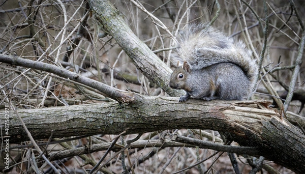 Obraz Grey Squirrel