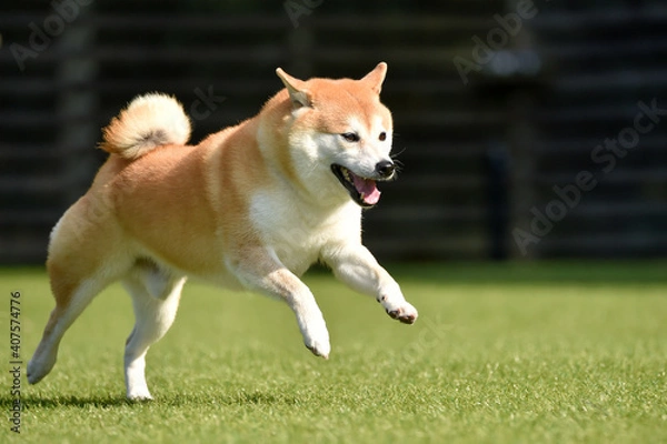 Fototapeta ドッグランで遊ぶ柴犬