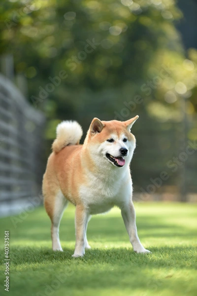 Fototapeta ドッグランで遊ぶ柴犬
