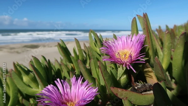 Obraz flower on beach 