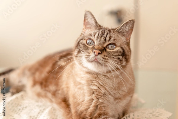 Fototapeta Beautiful senior family cat laying on a table and looking at the camera