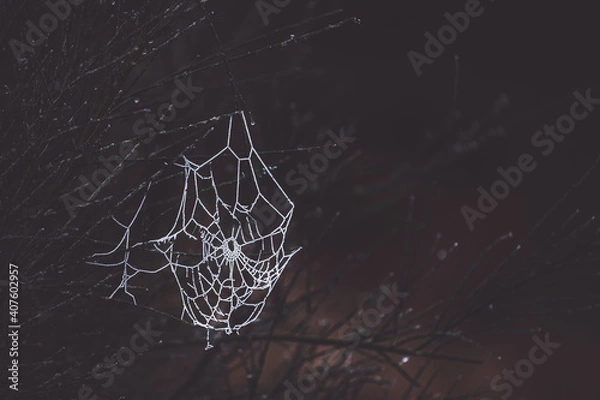 Obraz Frozen in Time