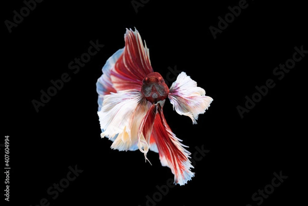 Fototapeta Beautiful colors"Halfmoon Betta" capture the moving moment beautiful of siam betta fish in thailand on black backgroun	