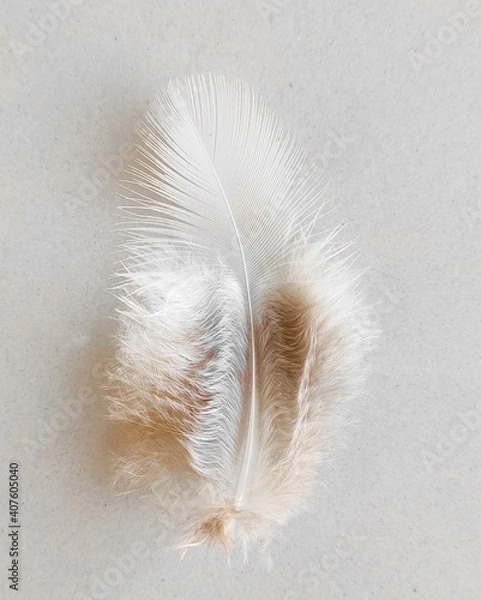Obraz A beautiful bird feather with white background