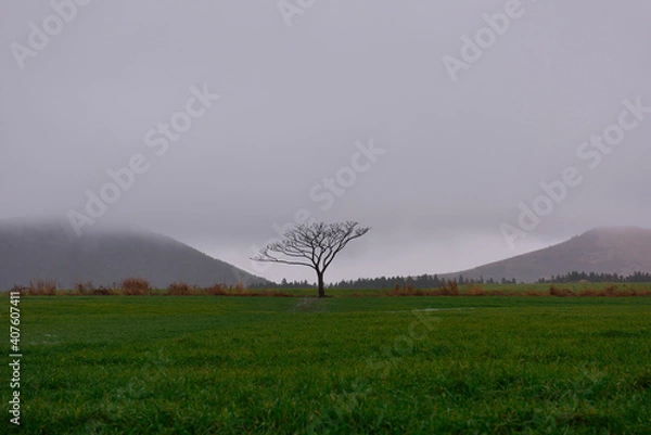 Fototapeta 외로운 나무
