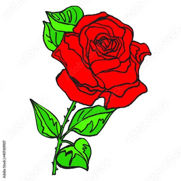 Fototapeta A beautiful blooming red rose isolated on white background vector illustration.