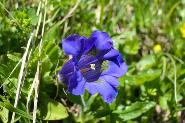 Fototapeta Bright blue alpine gentian with pistil on a lush mountain meadow in the alps
