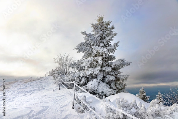 Obraz Velika planina