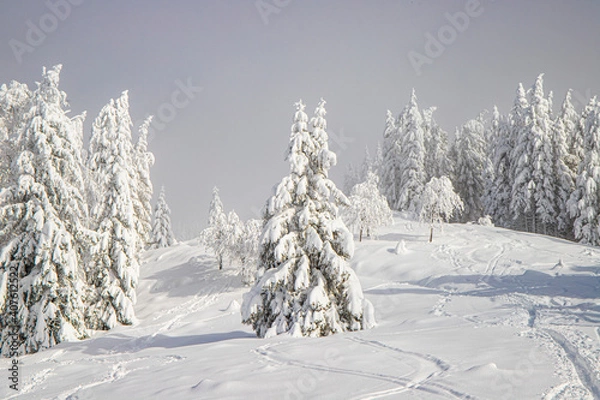 Obraz Velika planina