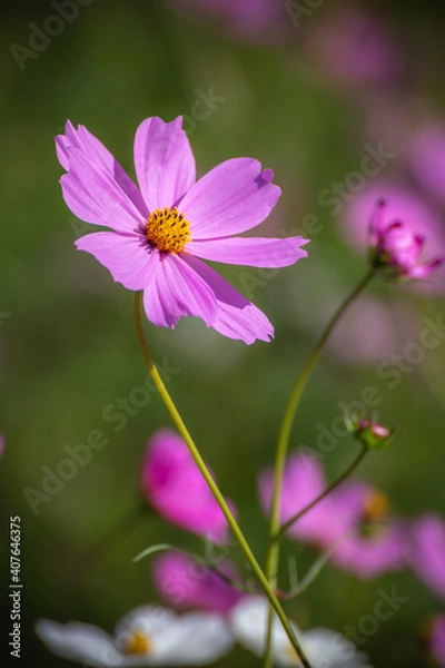 Fototapeta コスモスの花　秋のイメージ