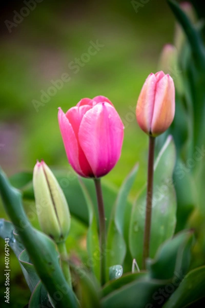 Fototapeta チューリップの花　春のイメージ