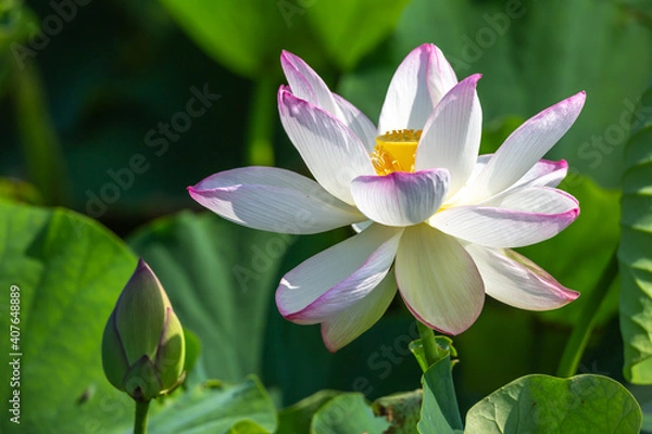 Fototapeta 蓮の花　夏のイメージ