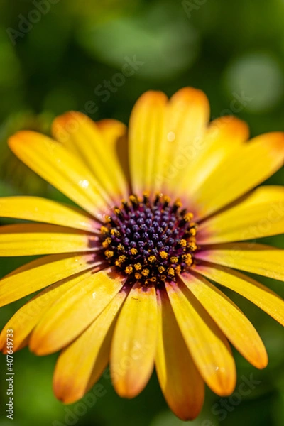 Fototapeta デイジーの花　春のイメージ