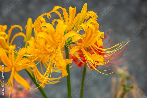 Fototapeta 彼岸花　秋のイメージ