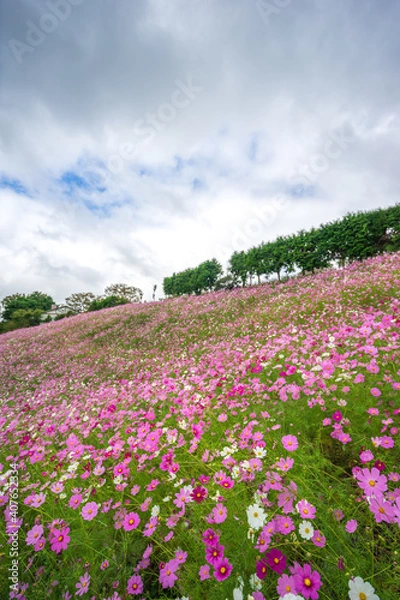 Fototapeta コスモス畑　秋のイメージ