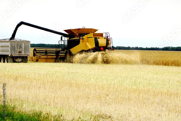 Obraz Cutting and transferring winter wheat