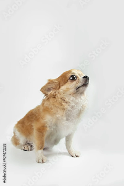 Obraz One little dog isolated on a white background.