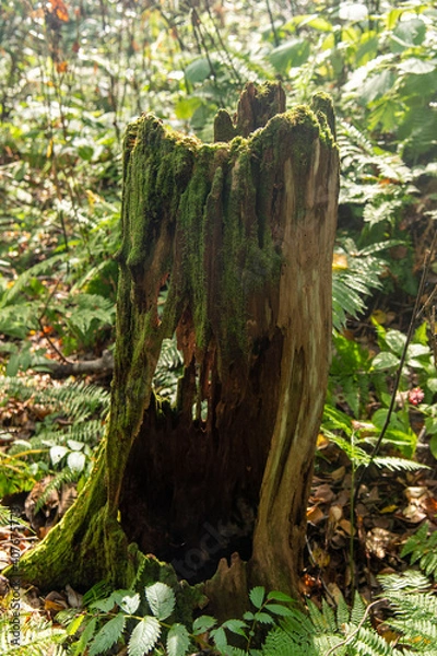 Fototapeta 青森県　白神山地　十二湖のブナ林