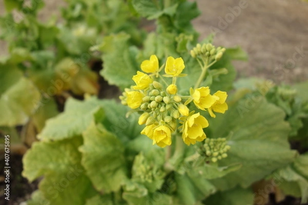 Fototapeta 菜の花
