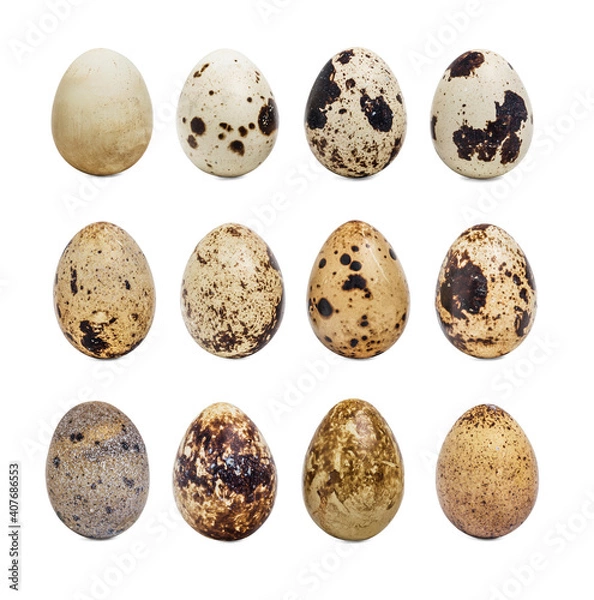 Fototapeta collection quail eggs