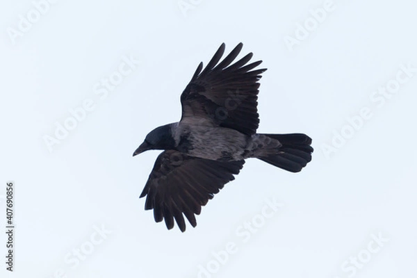 Fototapeta isolated hooded crow (corvus corone cornix) in flight with spread wings