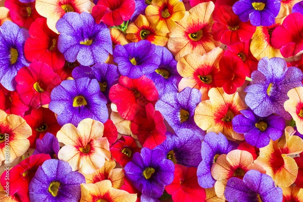 Obraz fiori colorati