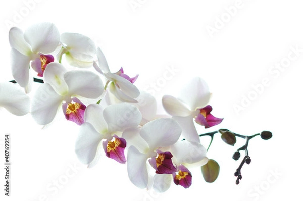 Fototapeta Biały kwiat orchidei na białym tle