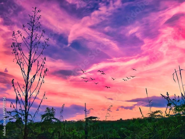 Fototapeta sunset over the field