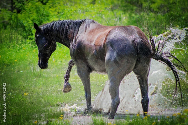 Obraz horse splash