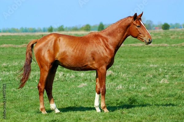 Obraz Hengst stehend auf einer Wiese