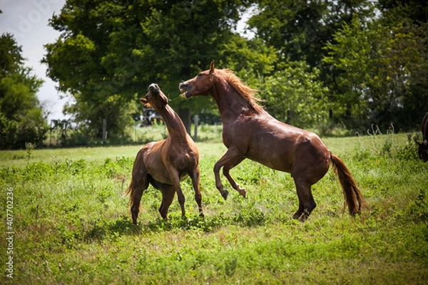 Obraz horse fight