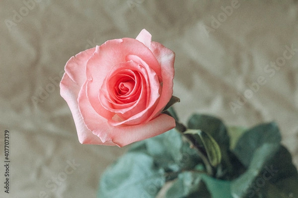 Fototapeta Delicate pink rose in a vase. A minimalistic photo with a pink flower on a craft background.
