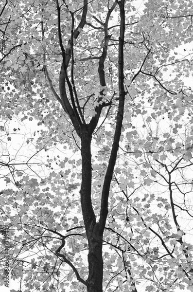 Fototapeta 582-42 Backlit Maple Tree