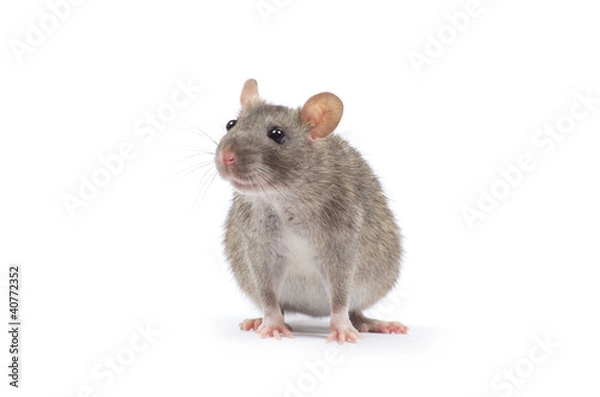 Fototapeta rat