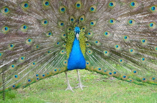Fototapeta a male peacock stands on its paws with a straightened tail, view from the front, in nature, on green grass