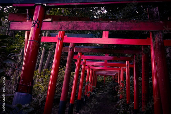 Fototapeta 伏見白赤稲荷社の朽ちた鳥居