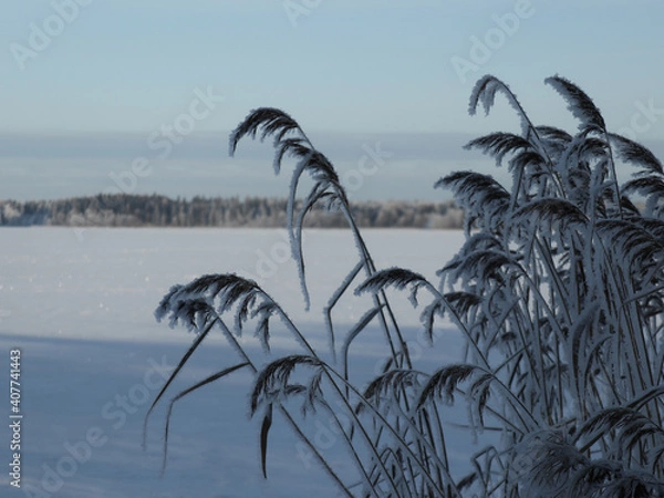 Fototapeta gry reeds with snow in winter for natural background