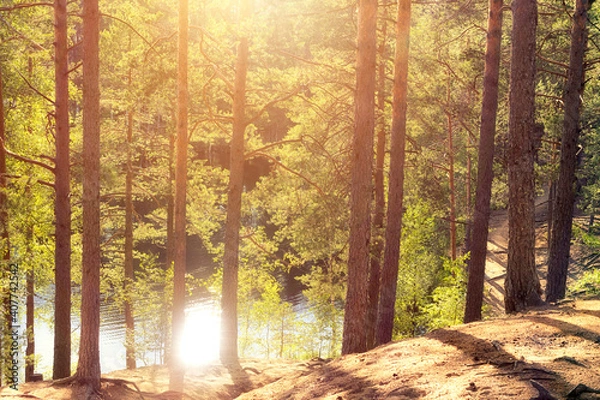 Obraz Pine forest on the shore of a forest lake at sunset. Summer landscape