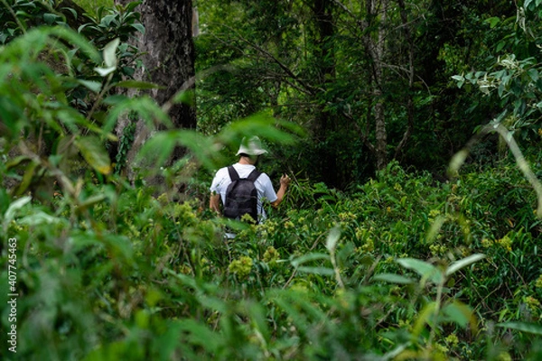 Fototapeta Man walking with a backpack in a rainforest during summer.