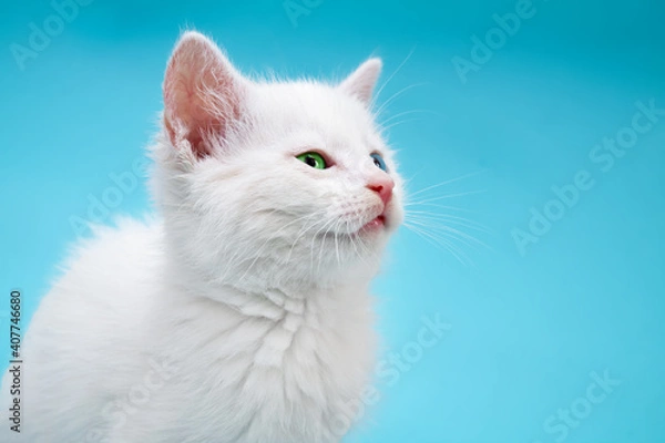 Obraz Portrait of small white kitten with blue and green eyes on blue background looking sideways.