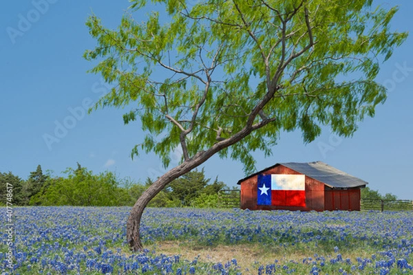 Obraz Texas Bluebonnets