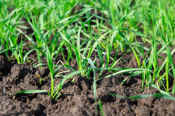 Obraz young sprouts of wheat on damp ground on the field