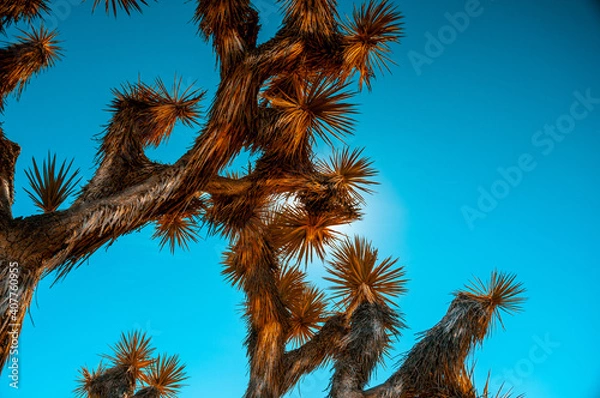 Obraz The Joshua Tree