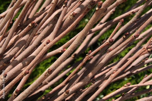 Obraz branches et bourgeons