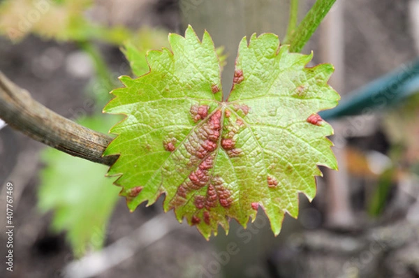 Obraz Grape gall mite (Eriophyes vitis) - 
Blattgallmilben an Weinblatt