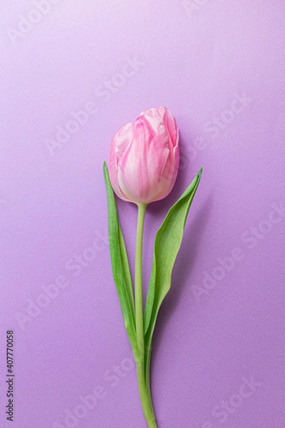 Fototapeta One 1 Single Tender pink tulip in center of pastel violet background. Flat lay. Copy space. Concept of international women's day, mother's day, easter