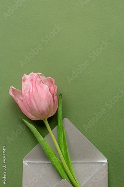 Fototapeta Tender pink tulip and elegant grey envelope in bottom of pastel green background. Flat lay. Copy space. Place for text. Concept of international women's day, mother's day, easter. Valentines love day