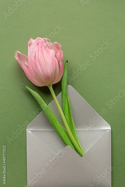 Fototapeta Tender pink tulip and elegant grey envelope in center of pastel green background. Flat lay. Copy space. Place for text. Concept of international women's day, mother's day, easter. Valentines love day