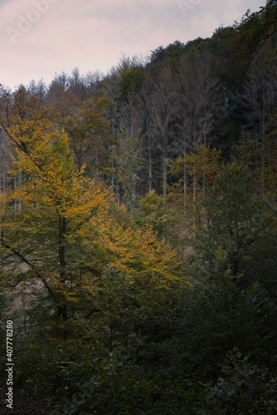 Fototapeta Herbstlicher Wald