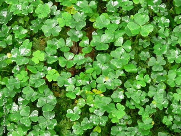 Fototapeta Kleeblätter